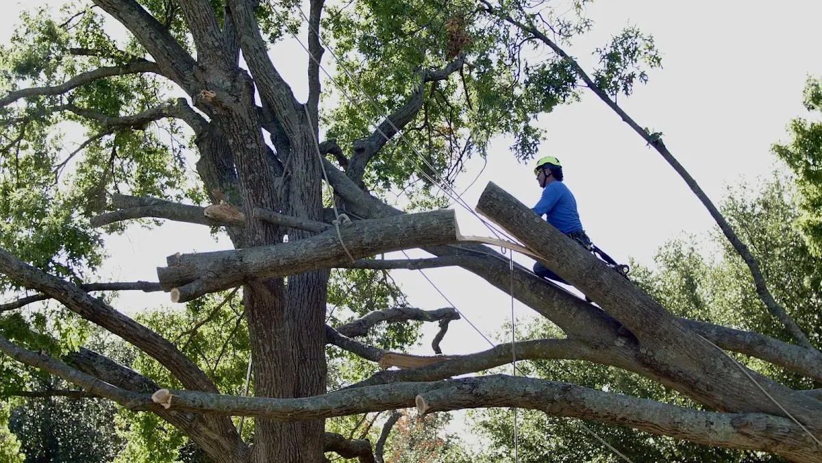 Professional Hazardous Tree Removal performed by certified arborists in Hollandale